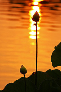 水晶宫在意大利联赛中连胜三场：英伦鹰队的意甲奇迹