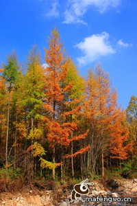 热刺黄金后卫纵横驰战，冲势无可阻挡