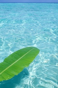 热刺深夜小胜水晶宫，欧冠门票望眼欲穿