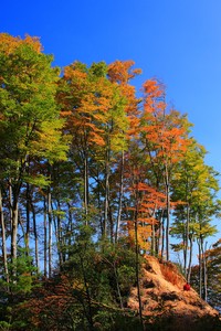 非洲篮球锦标赛即将展开，女子组别竞争激烈