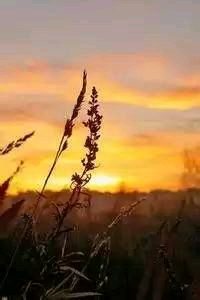 水晶宫在意大利联赛中连胜三场：英伦鹰队的意甲奇迹