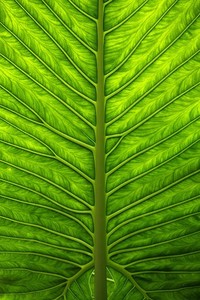 非洲篮球锦标赛即将展开，女子组别竞争激烈